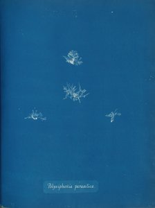 Polysiphonia parasitica by Anna Atkins