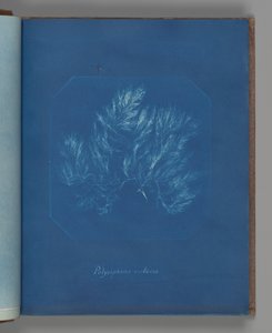 Polysiphonia violacea by Anna Atkins