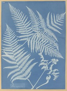 Pteris Aquilina by Anna Atkins