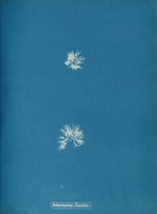 Schizonema Smithii by Anna Atkins