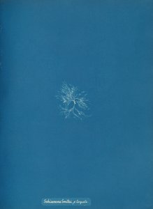 Schizonema Smithii, ß torqata, ca. 1853 by Anna Atkins