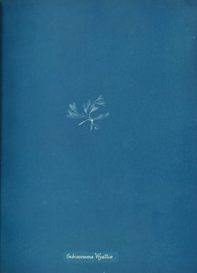 Schizonema Wyattiae by Anna Atkins
