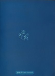 Sphacelaria cirrhosa by Anna Atkins