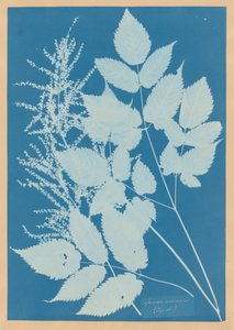 Spiraea aruncus (Tyrol) by Anna Atkins