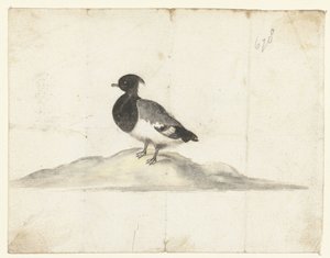 Tufted Duck by Anna Cornelia Moda