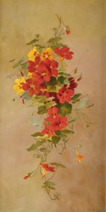 Nasturtiums