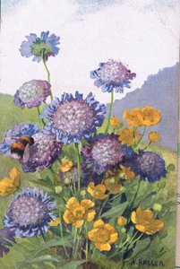 Buttercups; Cornflowers and Bee, Postcard, 1940s