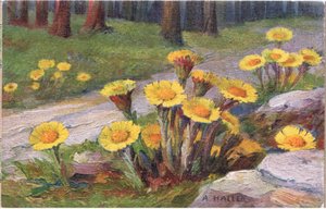 Coltsfoot, Postcard, 1940s