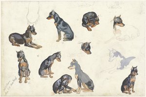 Studies of a Dog by Anna Maria Kruijff