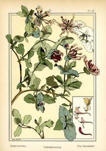 The Honeysuckle by Anna Martin