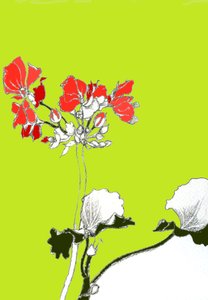 Geranium