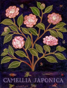 Camellia by Anna Pugh