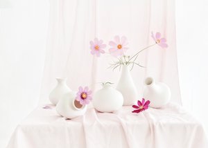 Blush Cosmos Still Life by Anna Qu