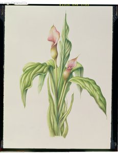 Carla Lily, 2000