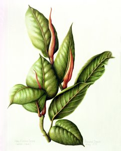 Rubber Plant, 1999