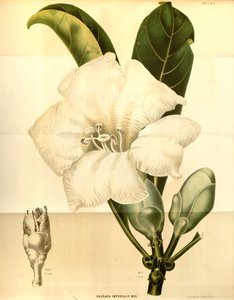 Fagraea Imperialis by Annales Musei botanici lugduno batavi