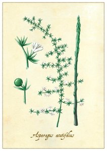 Asparagus Acutifolius by Annalisa Morrocco