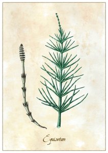 Equisetum, 2015 by Annalisa Morrocco