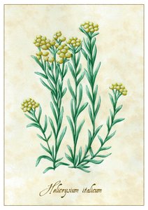 Helicrysium Italicum