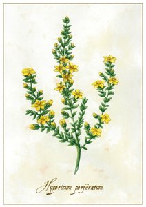 Hypericum perforatum, 2015