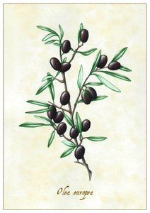 Olea Europea by Annalisa Morrocco