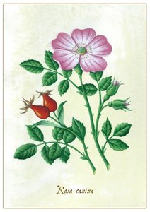Rosa canina by Annalisa Morrocco