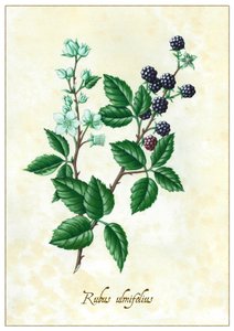 Rubus Ulmifolius by Annalisa Morrocco