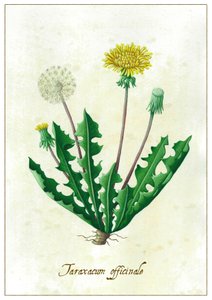 Taraxacum Officinale by Annalisa Morrocco