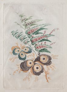 New Suite of Portfolios of Flowers Ideal to Use for Designing and Painting: Floral Fantasies by Anne Allen