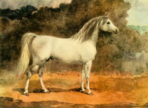 A Famous Arabian Stallion