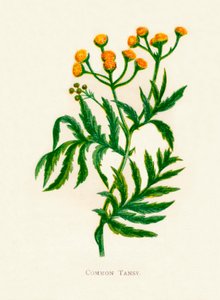 Common Tansy by Anne Pratt