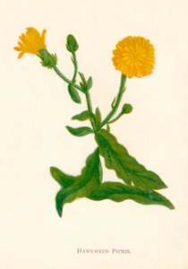 Hawkweed Picris by Anne Pratt