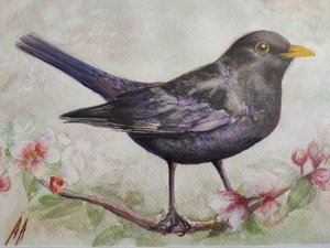 Blackbird and Cherry Blossoms by Annette Armitage