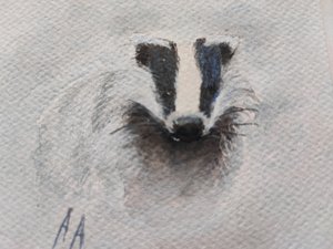 Gray Badger Gaze