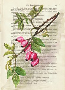 Branch with Rosehip Berries Watercolor Nature Study by Annick