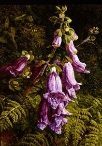 Foxgloves