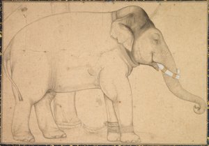 Drawing of an Elephant by Anonym