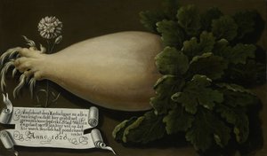 A Giant Radish by Anonymous