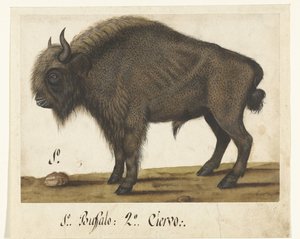 Album Sheet with a Bison (Lombard album) by Anonymous