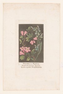 Alpine Rose and Forget-Me-Not from the Rigi (Flowers from the Rigi Mountain)