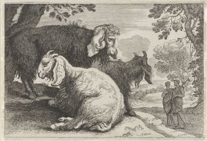 Angora Goats