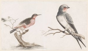 Bee-eater on a Tree Stump and Swallow on a Branch by Anonymous