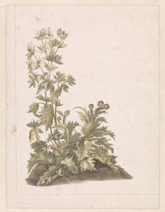 Blooming Thistles