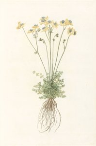 Blooming Plant with Roots