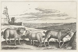 Goat and Sheep (Four-Legged Animals)