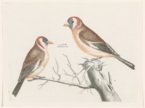 Goldfinches