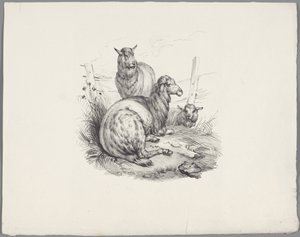 Three Sheep by a Fence by Anonymous