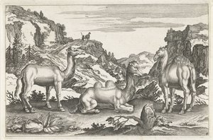 Dromedaries and a Camel by Anonymous