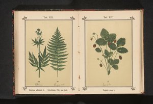 Common valerian and a branch of a male fern