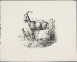 A goat, a buck, and a lamb (Six small animal studies series) by Anonymous